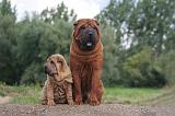 SHAR-PEI 793